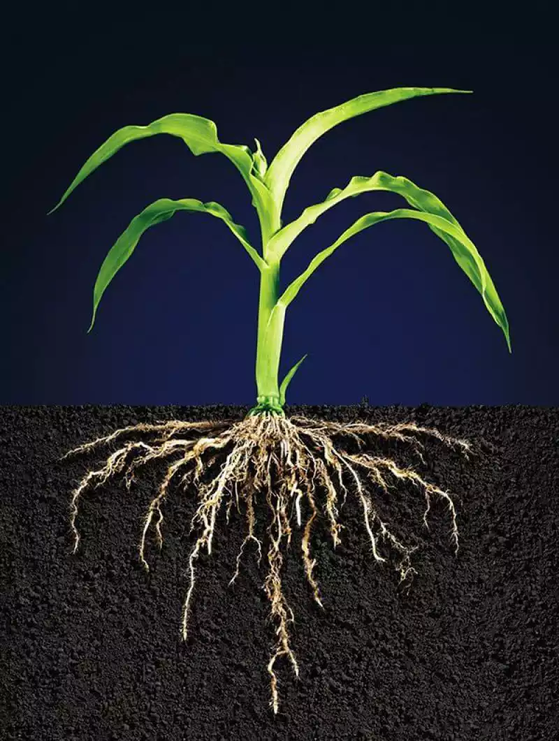 PRODUCTION ET PLANTATION D'ARBRES D'OMBRAGE