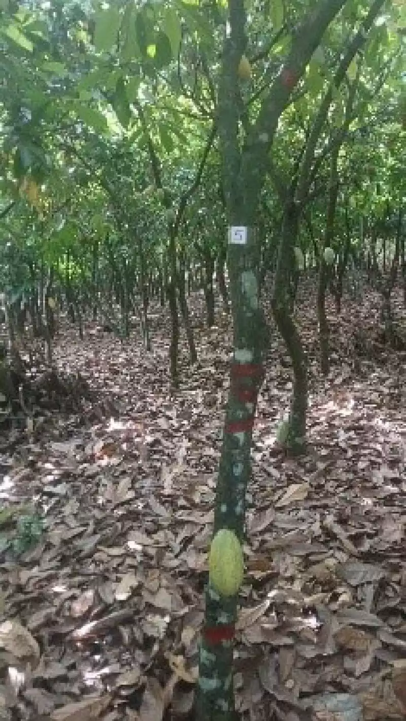 POLITIQUE CLIMATIQUE POUR LES CACAOCULTEURS